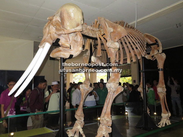 Tulang rangka gajah pygmy pertama dipamer di Sabah ...