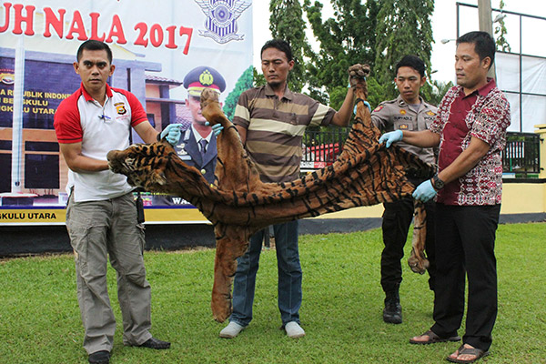 Download 80 Gambar Harimau Utara Paling Bagus Gratis