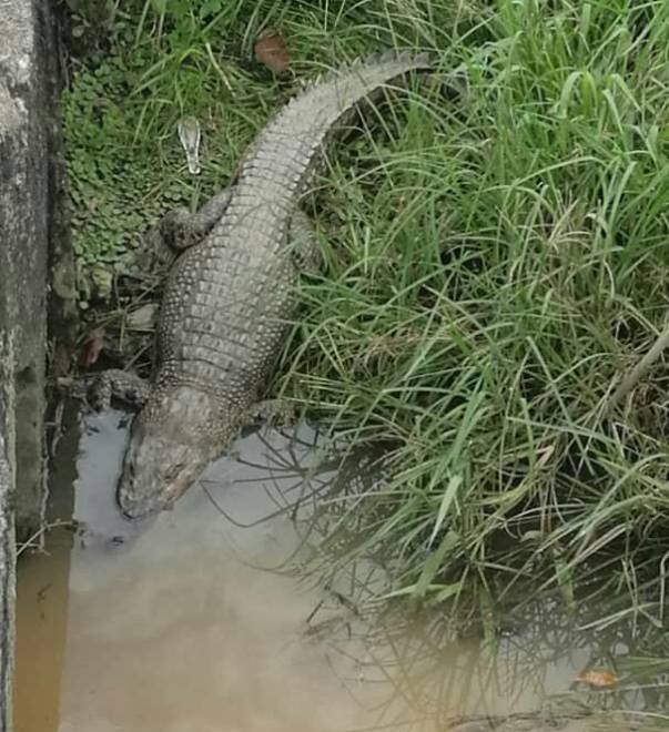 Buaya Dalam Parit Utusan Borneo Online