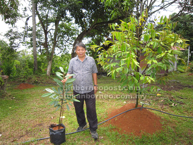 David Chen Anjur Promosi Beli Satu Percuma Satu Anak Pokok Durian Musang King Utusan Borneo Online