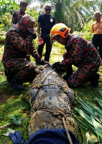 Penduduk Kampung Sri Paya Kulai gempar kehadiran buaya ...