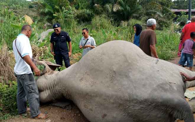 Download 7500 Gambar Ekor Gajah Paling Baru HD