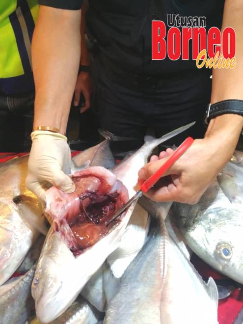 PPM rampas 200 kilogram pelbagai jenis ikan dibom Utusan 