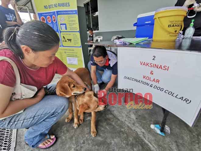 ASF akan menyebabkan kerugian kepada penternak babi di Sarawak 