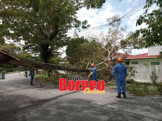  Pokok  besar tumbang ganggu lalu lintas di RPR Batu 6 Miri 