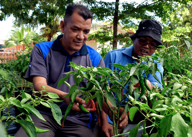 Rm900 000 Bagi Projek Pertanian Bandar Di Kelantan Utusan Borneo Online