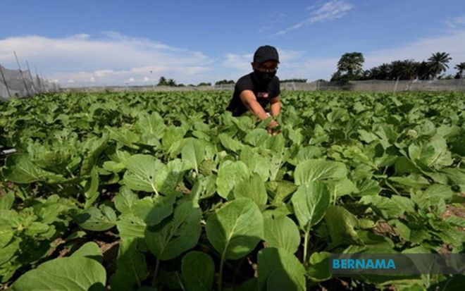 PKPB: Kementerian beri jaminan lambakan hasil pertanian 