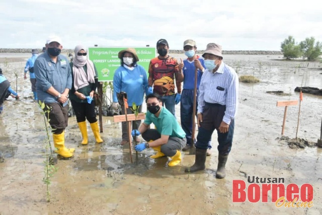 Pokok Bakau Ditanam Pulihara Hutan Pesisiran Pantai Utusan