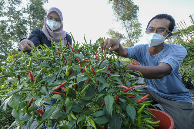 Rumah Pokok Ilham Eksekutif Berjinak Dengan Tanaman Cili Utusan