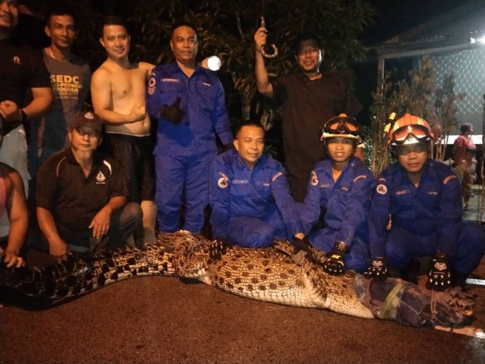 Buaya baham ayam di Kampung Hulu Bungin ditangkap Utusan Borneo